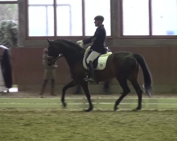 Reitturnier Leverkusen-Rheindorf 2016