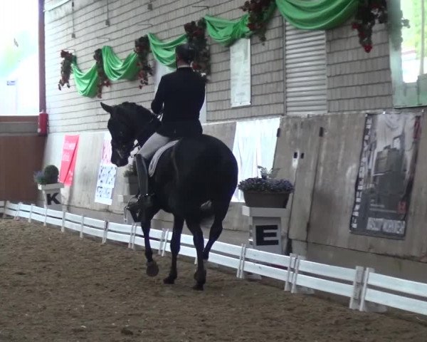 Reitturnier Leverkusen-Rheindorf 2016