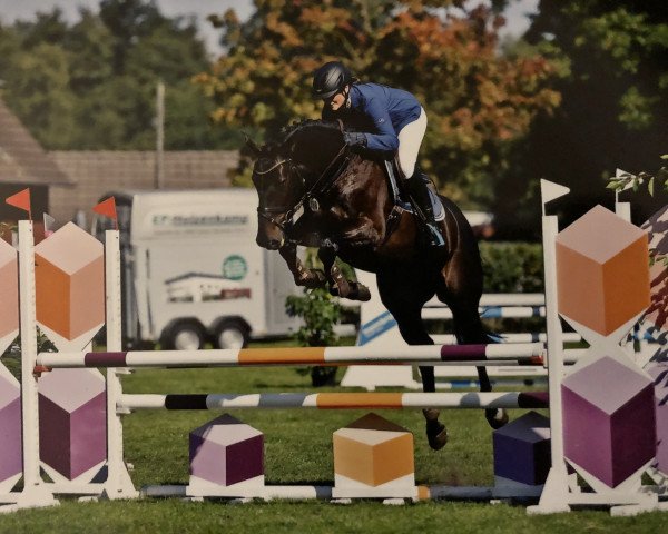 jumper Hulk (German Sport Horse, 2014, from Quo Vados I)