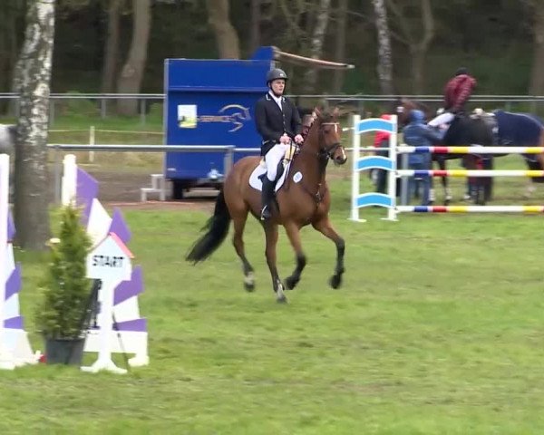 Springturnier Wildeshausen 2016