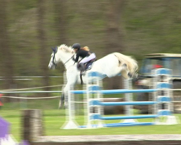 Springturnier Wildeshausen 2016