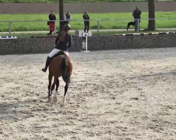Frühjahrs-Reitturnier Ingolstadt-Hagau 2016