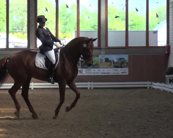 Reitturnier Leverkusen-Rheindorf 2016