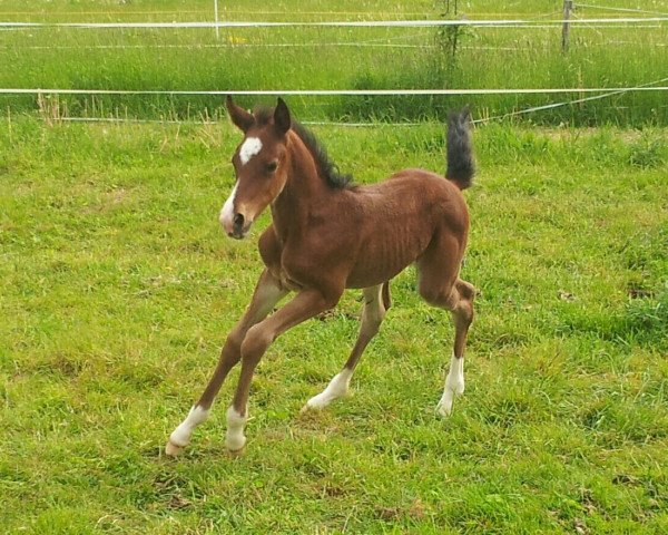 horse Cataleya (Arab half breed / Partbred, 2015, from Co-Pilot)