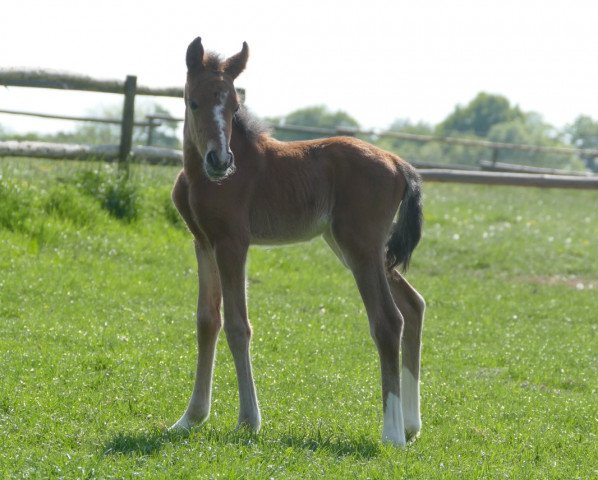 Pferd Berylls Merle emg (Deutsches Reitpony, 2020, von Dallmayr K)