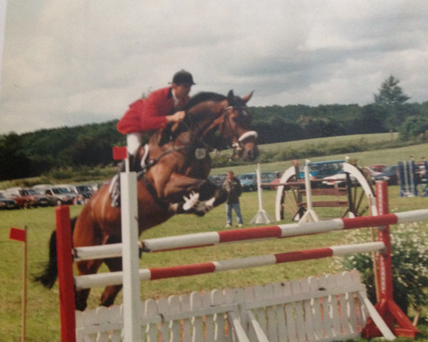 horse Lovely Boy 14 (Holsteiner, 1984, from Ladalco)