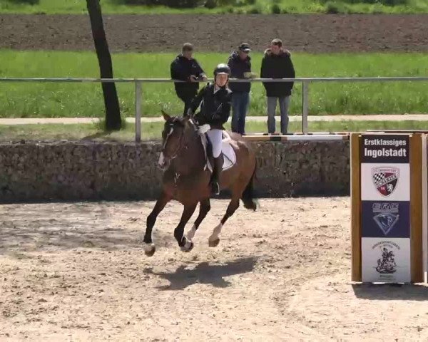 Frühjahrs-Reitturnier Ingolstadt-Hagau 2016