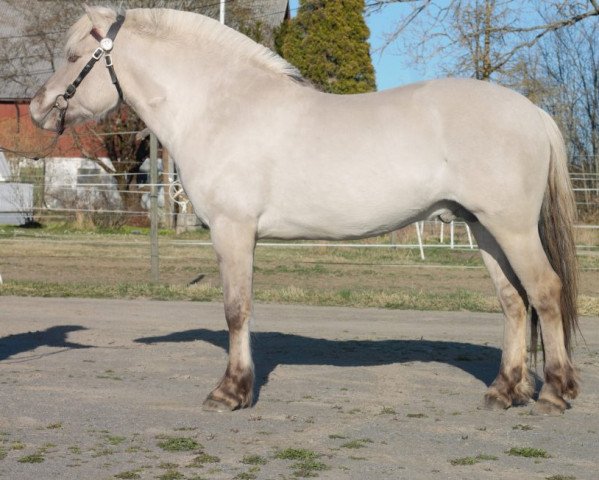Pferd Frikar Hofsvang (Fjordpferd, 2017, von Gråggi) Pferd Frikar Hofsvang (Fjordpferd, 2017, von Gråggi)