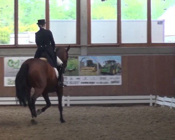 Reitturnier Leverkusen-Rheindorf 2016