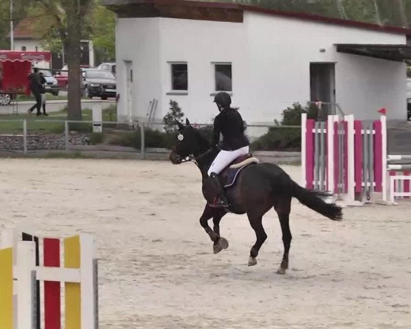 Frühjahrs-Reitturnier Ingolstadt-Hagau 2016
