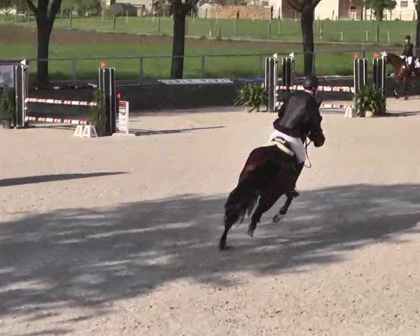 Frühjahrs-Reitturnier Ingolstadt-Hagau 2016