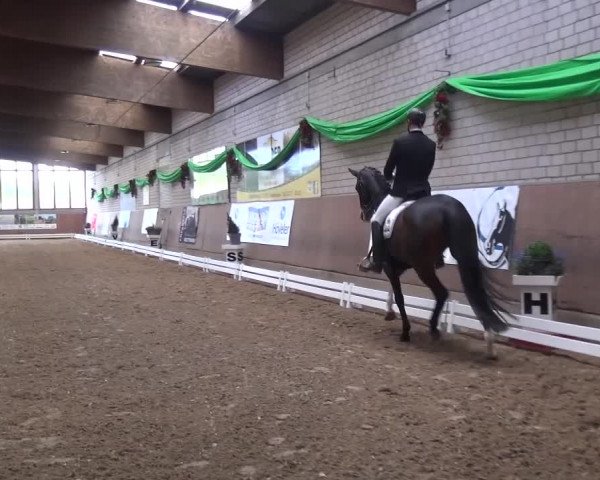 Reitturnier Leverkusen-Rheindorf 2016