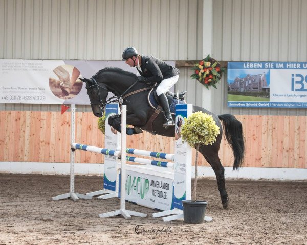 Jumper Clueso 26 (Oldenburger Jumping Horse, 2013, from Casario II)