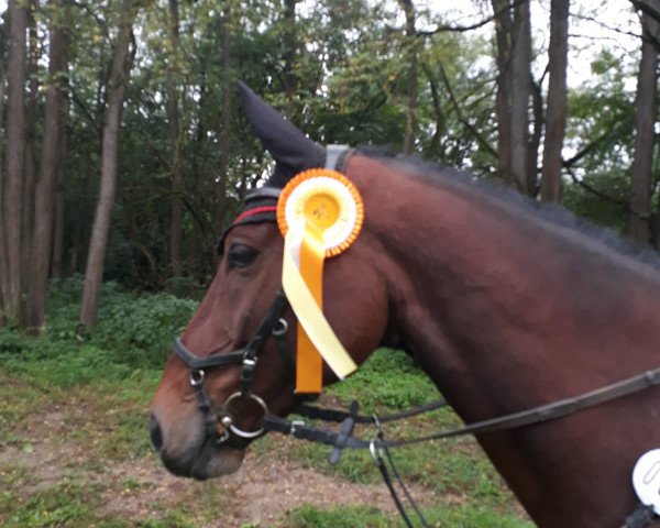 jumper Leon 642 (Zangersheide riding horse, 2012, from La Calido)