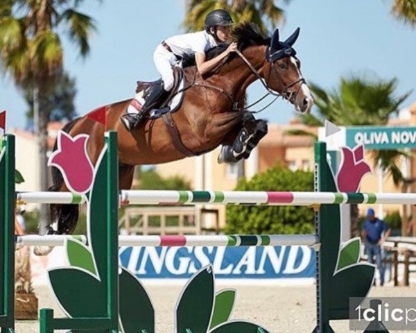 jumper Gentleman (KWPN (Royal Dutch Sporthorse), 2011, from Vigaro)