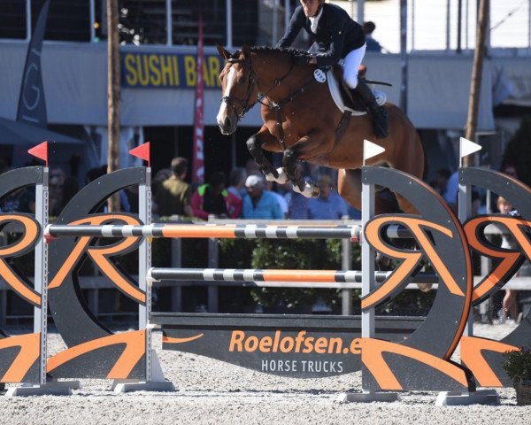 jumper Lillifee Z (Zangersheide riding horse, 2013, from Leasue Z)