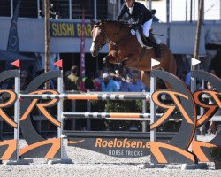 jumper Lillifee Z (Zangersheide riding horse, 2013, from Leasue Z)