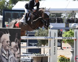 jumper Viper J.K.H. Z (Zangersheide riding horse, 2011, from Guccio)