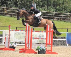 broodmare Remi Cavalleri (anglo european sporthorse, 2006, from Handel)