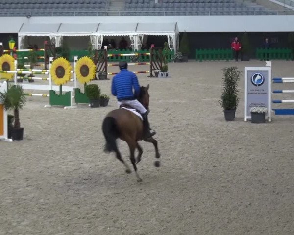 FEI Reitturnier Aachen (GER) 2016