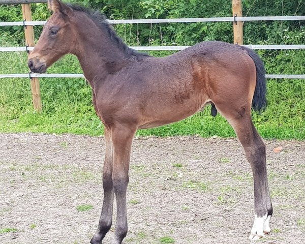 horse Dieter (Zangersheide riding horse, 2020, from Dominator 2000 Z)