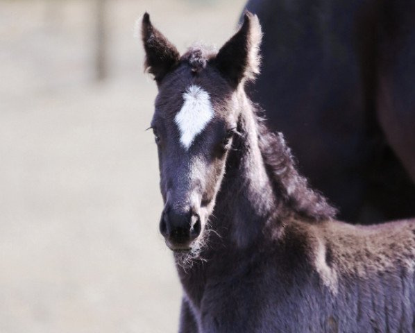 horse De Noir (Westphalian, 2020, from De Niro Gold 3)