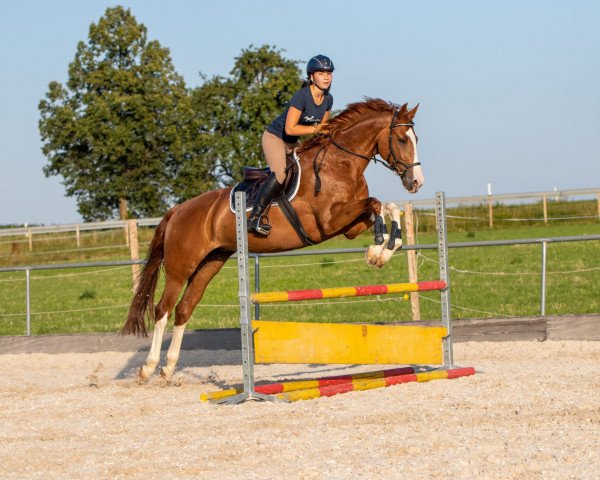 dressage horse Die Kleine 3 (KWPN (Royal Dutch Sporthorse), 2008, from Wynton)