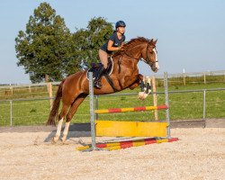 dressage horse Die Kleine 3 (KWPN (Royal Dutch Sporthorse), 2008, from Wynton)