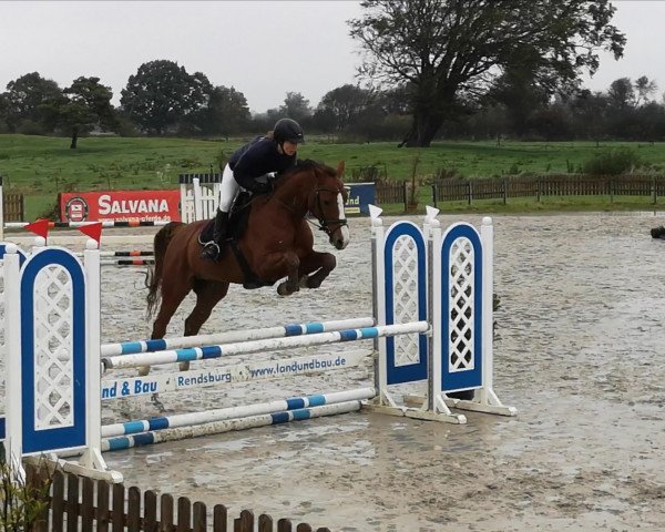jumper Centino 14 (Oldenburg show jumper, 2013, from Indoctro)