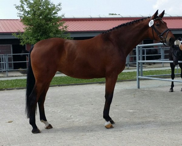 broodmare Frieda Gold (Hanoverian, 2016, from Fürst Belissaro) broodmare Frieda Gold (Hanoverian, 2016, from Fürst Belissaro)