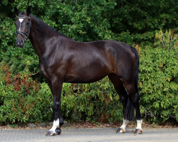 broodmare Henrike 16 (Hanoverian, 2014, from Heinrich Heine)