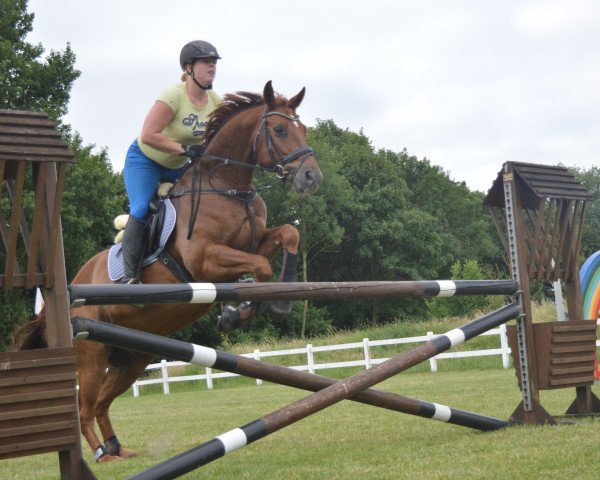 jumper Webstar 10 (Hanoverian, 2005, from Wendehals) jumper Webstar 10 (Hanoverian, 2005, from Wendehals)