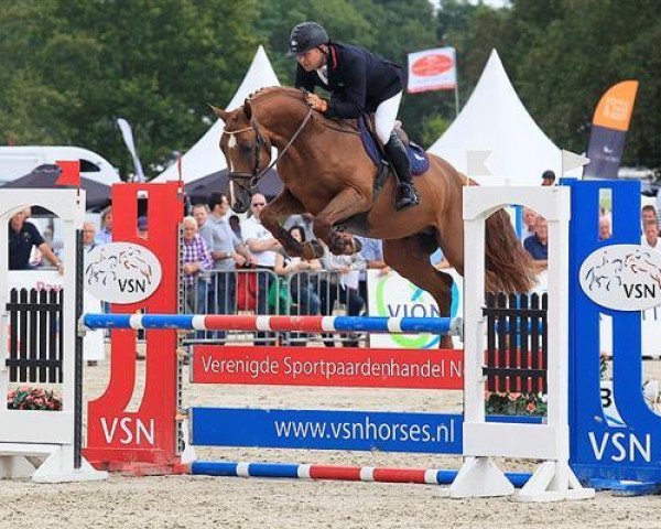Pferd Do Spiritivo (KWPN (Niederländisches Warmblut), 2007, von Indoctro)
