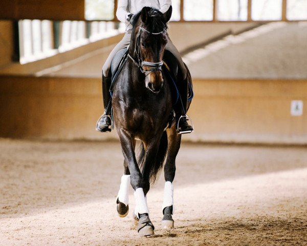 broodmare Juno (Hanoverian, 2007, from Hotline)
