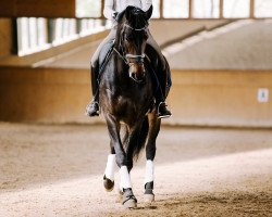 broodmare Juno (Hanoverian, 2007, from Hotline)