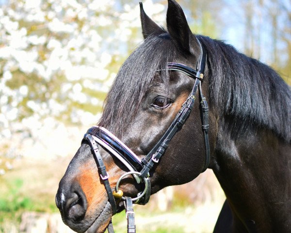 stallion Etalon 16 (Holsteiner, 1998, from Exorbitant xx)