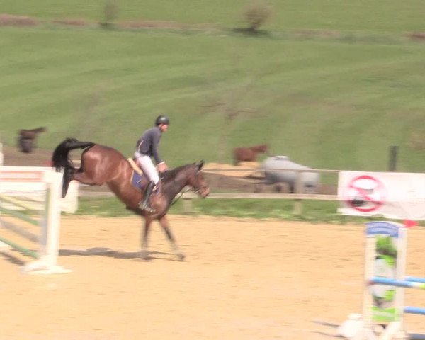 Reitturnier Iserlohn-Süd 2016