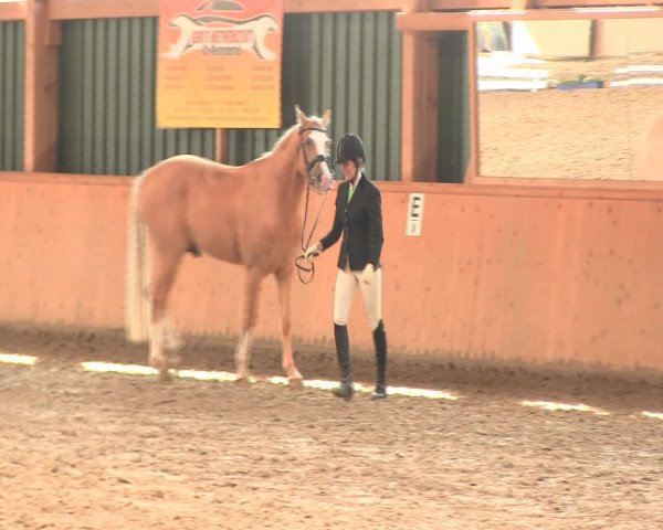 Reitturnier Iserlohn-Süd 2016