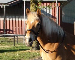 horse Nikita (Haflinger, 2018)