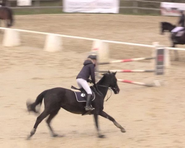 Reitturnier Iserlohn-Süd 2016