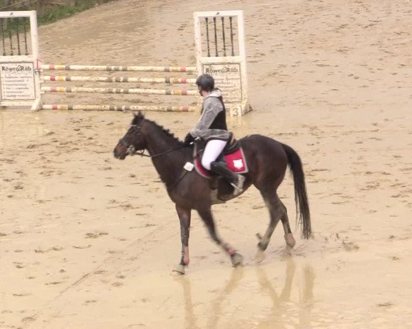 Reitturnier Iserlohn-Süd 2016
