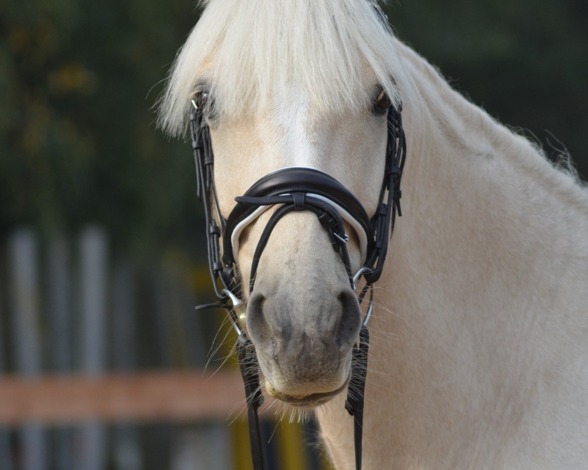 Springpferd Clonlaras Bui (Irish Sport Horse, 2012, von Clonlara's Maam Hill Houdini)
