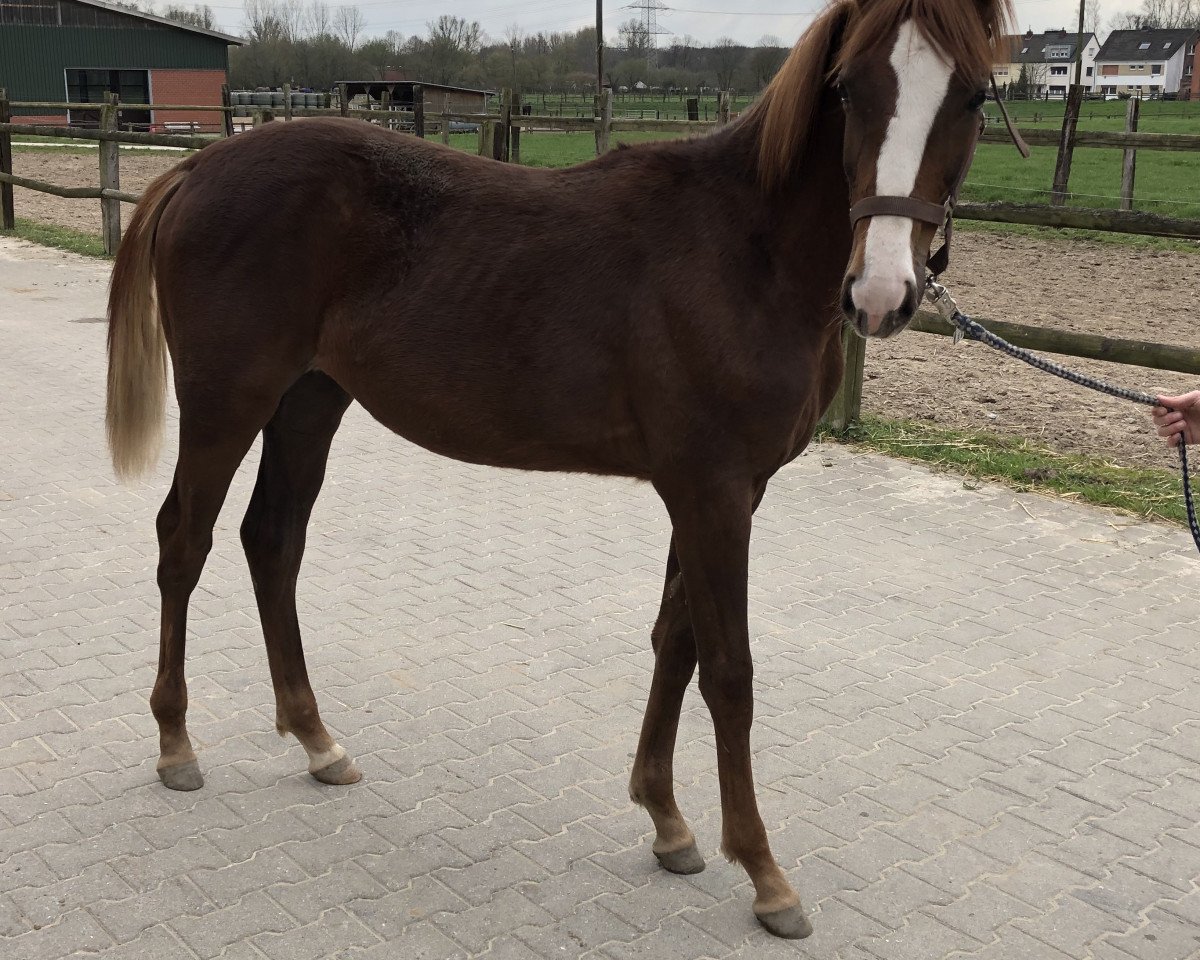 horse Quintilia L (Westphalian, 2018, from Quantensprung 3)
