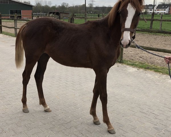 horse Quintilia L (Westphalian, 2018, from Quantensprung 3)