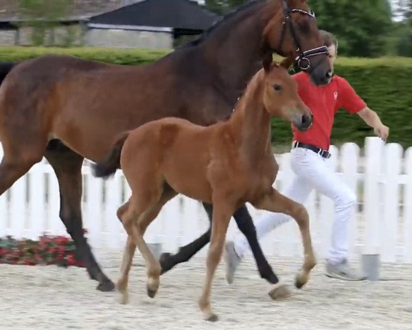 horse Bella Allegra (Westphalian, 2019, from Blue Hors Baron)