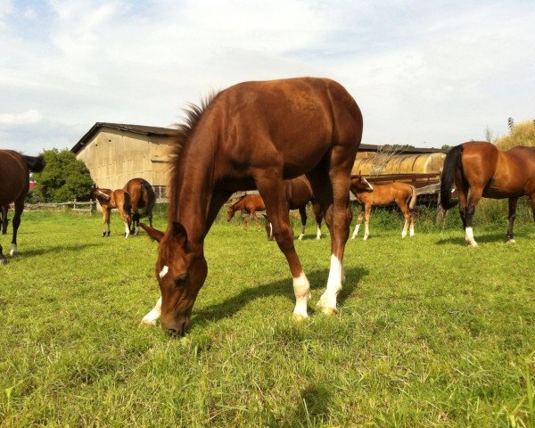 jumper Percy 288 (Hanoverian, 2015, from Perigueux)
