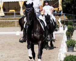 dressage horse St. Moritz Sunlight (Hanoverian, 2011, from St. Moritz Junior)