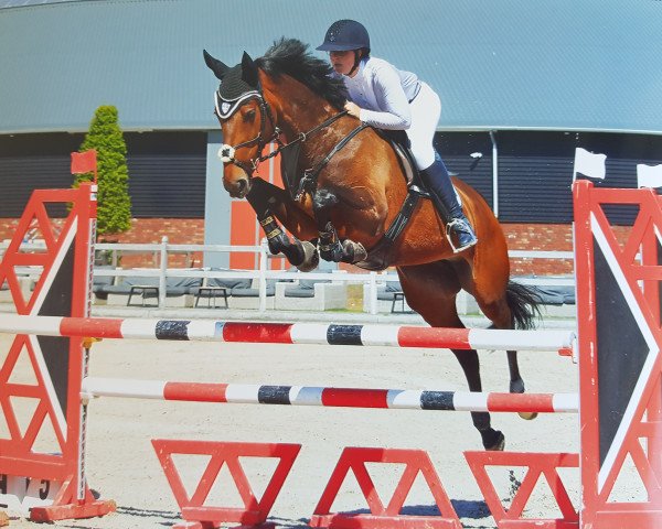 jumper La Corradina (KWPN (Royal Dutch Sporthorse), 2011, from Corrado II)