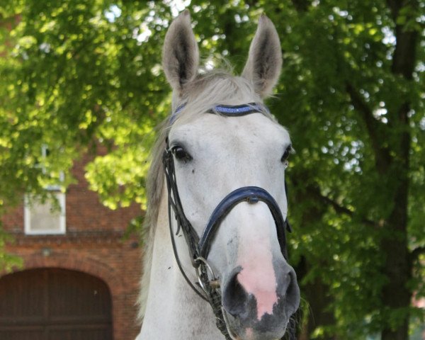 Springpferd Korano`s Kiss AW (Deutsches Sportpferd, 2012, von Korano B)