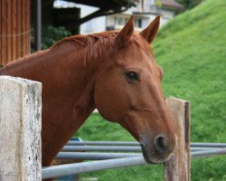 Springpferd Conner 53 (Deutsches Reitpferd, 2008, von Colorit)